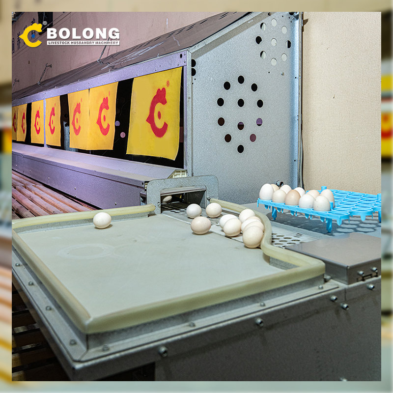 consistent quality Automatic Egg Collector